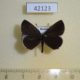 42123p-Lycaenidae-Tongeia-fischeri-Primorye-8