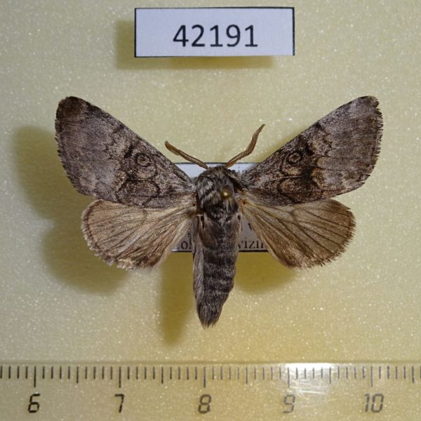 Noctuidae Colocasia mus Primorye