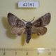 42191p-Noctuidae-Colocasia-mus-Primorye-4