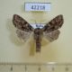 42218p-Noctuidae-Lacanobia-thalassina-Krasnoyarsk-reg.-4