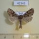 42345p-Noctuidae-Lacanobia-thalassina-Krasnoyarsk-reg.-4