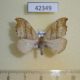 42349p-Drepanidae-Falcaria-lacertinaria-Krasnoyarsk-reg.-4