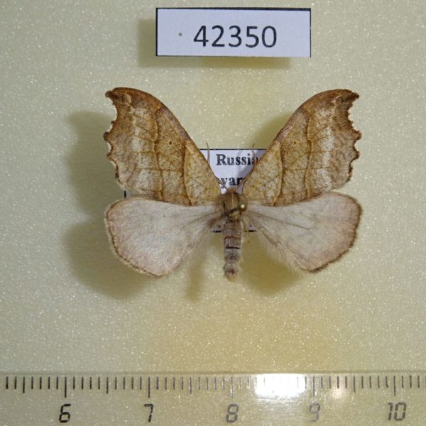 Drepanidae Falcaria lacertinaria Krasnoyarsk reg.