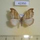 42350p-Drepanidae-Falcaria-lacertinaria-Krasnoyarsk-reg.-4