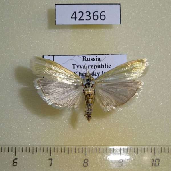 Crambidae Crambus sp. Tyva rep.