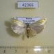 42366p-Crambidae-Crambus-sp.-Tyva-rep.-5