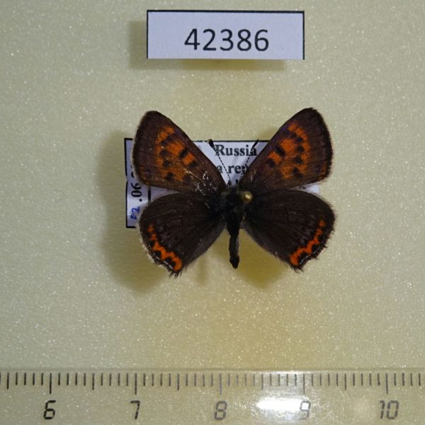 Lycaenidae Helleia helle Tyva rep.