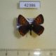 42386p-Lycaenidae-Helleia-helle-Tyva-rep.-6