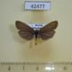 42477p-Arctiidae-Atolmis-rubricollis-Transbaikal-reg.-3