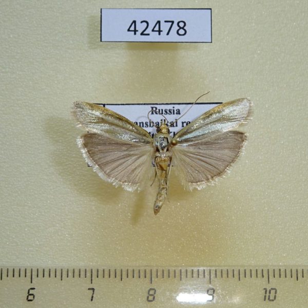 Crambidae Crambus sp. Transbaikal reg.