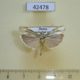42478p-Crambidae-Crambus-sp.-Transbaikal-reg.-5