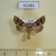 42483p-Noctuidae-Hadena-corrupta-Transbaikal-reg.-5