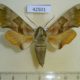 42501p-Sphingidae-Mimas-tiliae-Khakassia-rep.-6