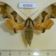 42503p-Sphingidae-Mimas-tiliae-Khakassia-rep.-6