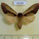 42505p-Notodontidae-Uropyia-meticulodina-f-Primorye-8