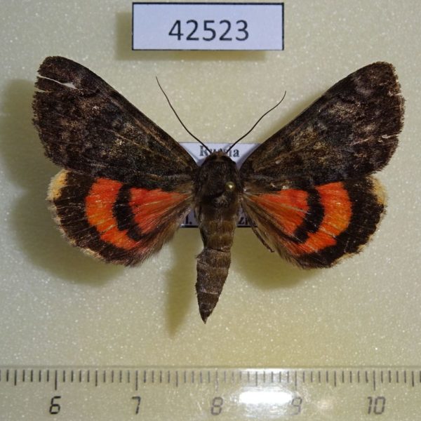 Noctuidae Catocala kotshubeji Primorye
