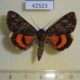 42523p-Noctuidae-Catocala-kotshubeji-Primorye-35