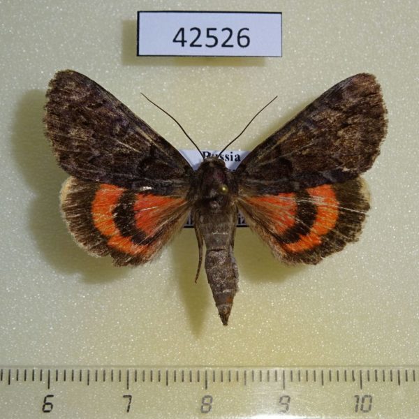 Noctuidae Catocala kotshubeji Primorye