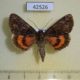 42526p-Noctuidae-Catocala-kotshubeji-Primorye-25