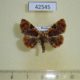 42545p-Noctuidae-Diomea-jankowskii-Primorye-5