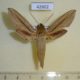 42602p-Sphingidae-Hippotion-balsaminae-Madagascar-18