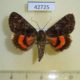 42725p-Noctuidae-Catocala-kotshubeji-Primorye-40
