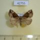 42755p-Noctuidae-Hypena-stygiana-Primorye-8