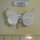 42865p-Noctuidae-Sinna-extrema-Primorye-10