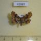 42887p-Noctuidae-Pangrapta-vasava-Primorye-7