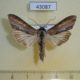 43087p-Noctuidae-Cucullia-kurilullia-kurilullia-Primorye-17