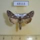 43113p-Noctuidae-Cucullia-fraudatrix-Primorye-10
