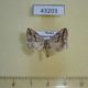 43203p-Noctuidae-Phyllophila-obliterata-Primorye-5