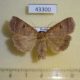 43300p-Noctuidae-Lygephila-recta-Primorye-5
