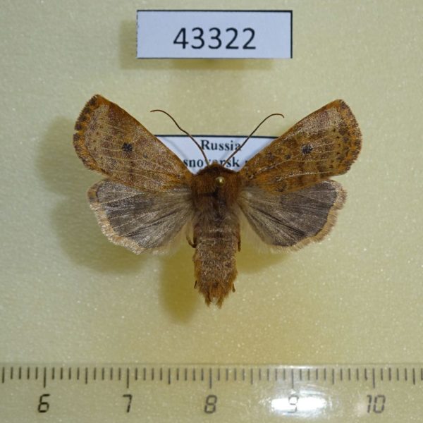 Noctuidae Conistra vaccinii Krasnoyarsk reg.