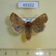 43322p-Noctuidae-Conistra-vaccinii-Krasnoyarsk-reg.-4