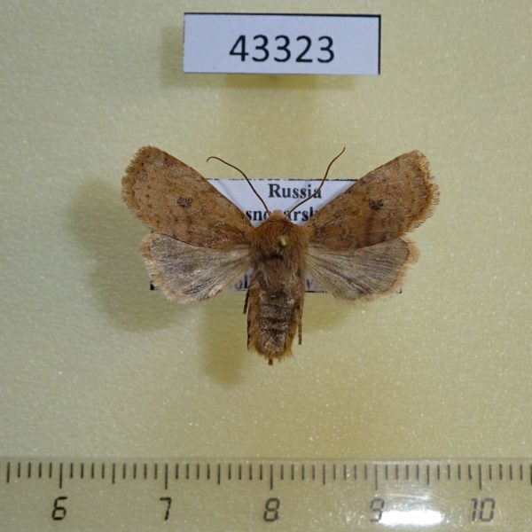 Noctuidae Conistra vaccinii Krasnoyarsk reg.