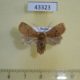 43323p-Noctuidae-Conistra-vaccinii-Krasnoyarsk-reg.-4