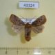 43324p-Noctuidae-Conistra-vaccinii-Krasnoyarsk-reg.-5