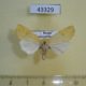 43329p-Noctuidae-Cirrhia-icteritia-Krasnoyarsk-reg.-4