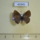 43341p-Lycaenidae-Strymon-limenia-Dominicana-5
