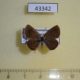 43342p-Lycaenidae-Hemiargus-hanno-ceraunus-f-Dominicana-4