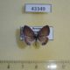 43349p-Lycaenidae-Leptotes-cassius-theonus-Dominicana-6