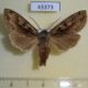 43373p-Noctuidae-Perigrapha-hoenei-Primorye-7