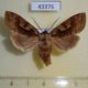 43376p-Noctuidae-Perigrapha-hoenei-Primorye-7