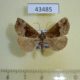 43485p-Noctuidae-Hypena-nigrobasalis-Primorye-6