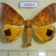 43523p-Noctuidae-Achaea-euryplaga-Madagascar-15