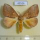 43526p Notodontiidae Pachycispia picta Madagascar $15