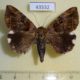 43532p-Noctuidae-Achaea-lienardi-Madagascar-10