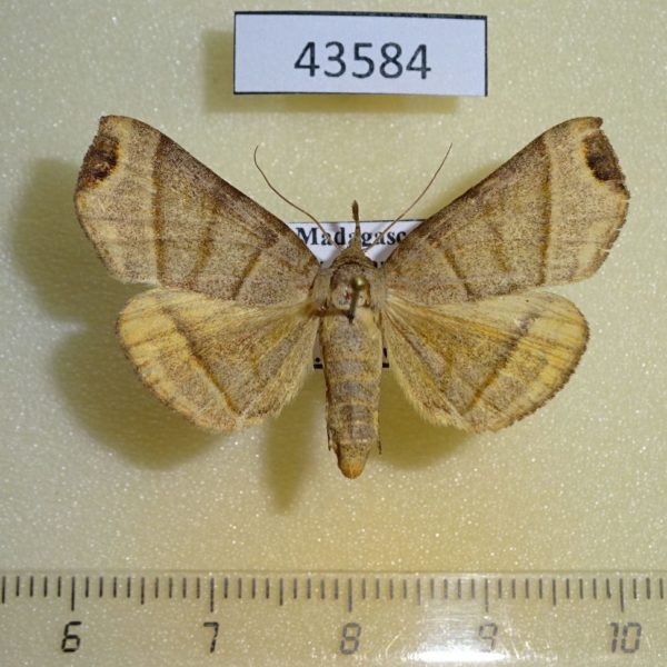 Noctuidae Nyctennomos peratosema f Madagascar
