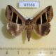 43586p-Noctuidae-Grammodes-bifasciata-Madagascar-12